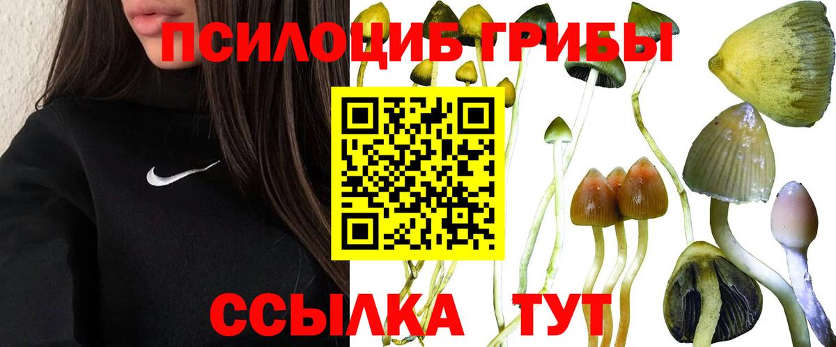 Галлюциногенные грибы GOLDEN TEACHER  Галлюциногенные грибы Psilocybine cubensis  Менделеевск  Вход с VPN 